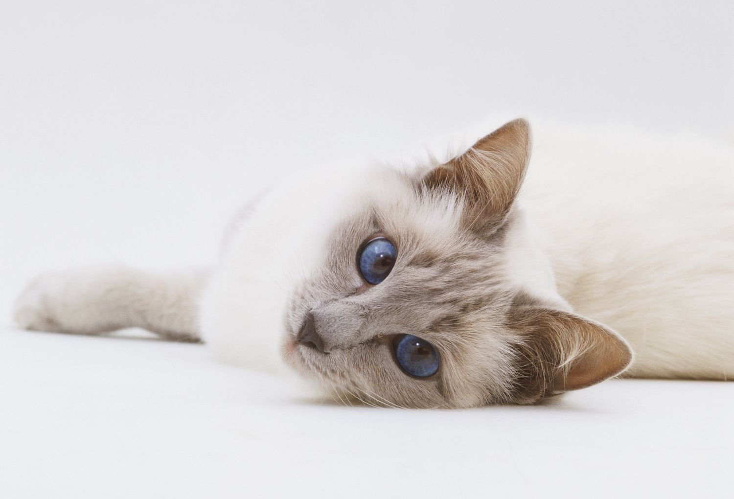 balinese cat lying on side