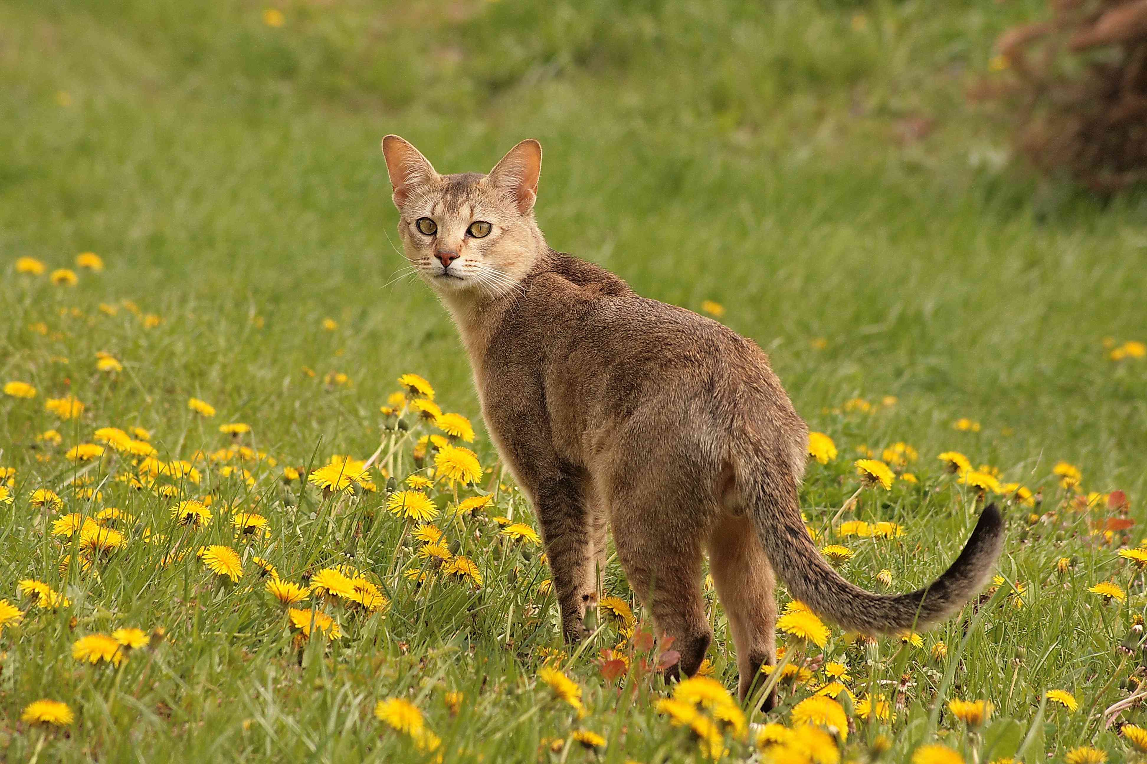 Chausie cat in a field