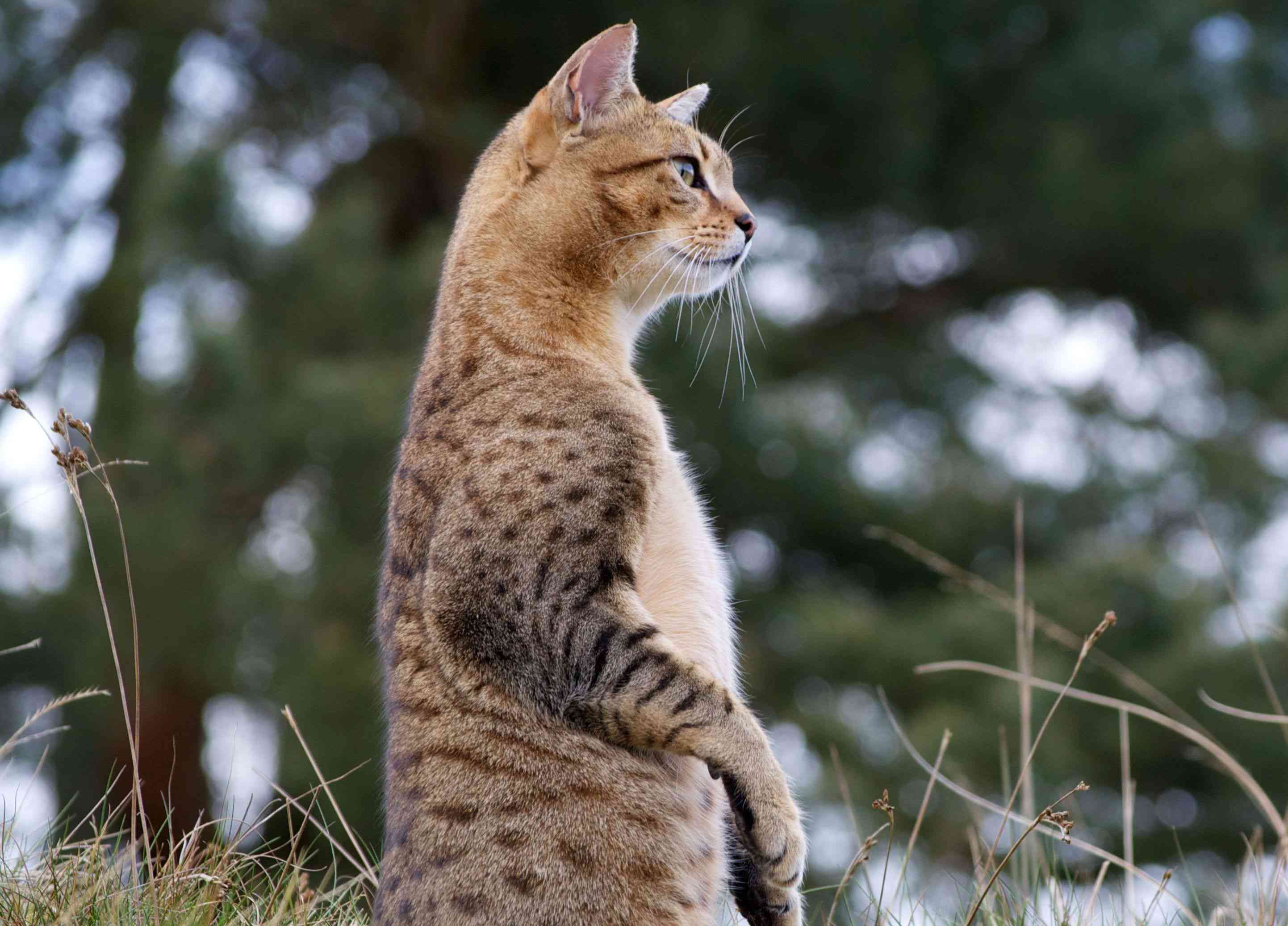 Egyptian mau cat outdoors sitting up on hind legs