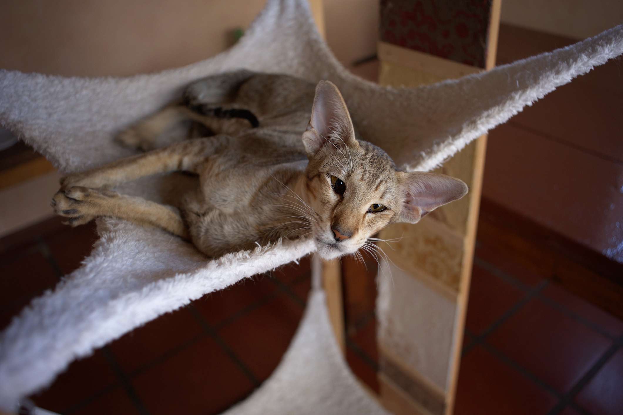 Oriental shorthair in cat hammock