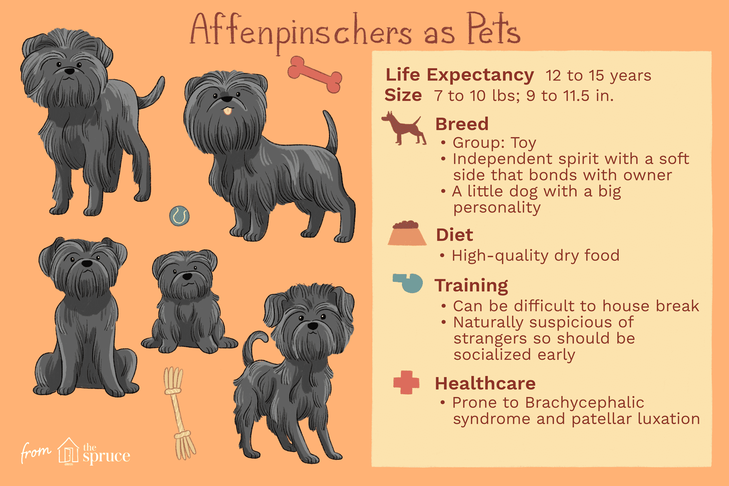 affenpinschers as pets illustration