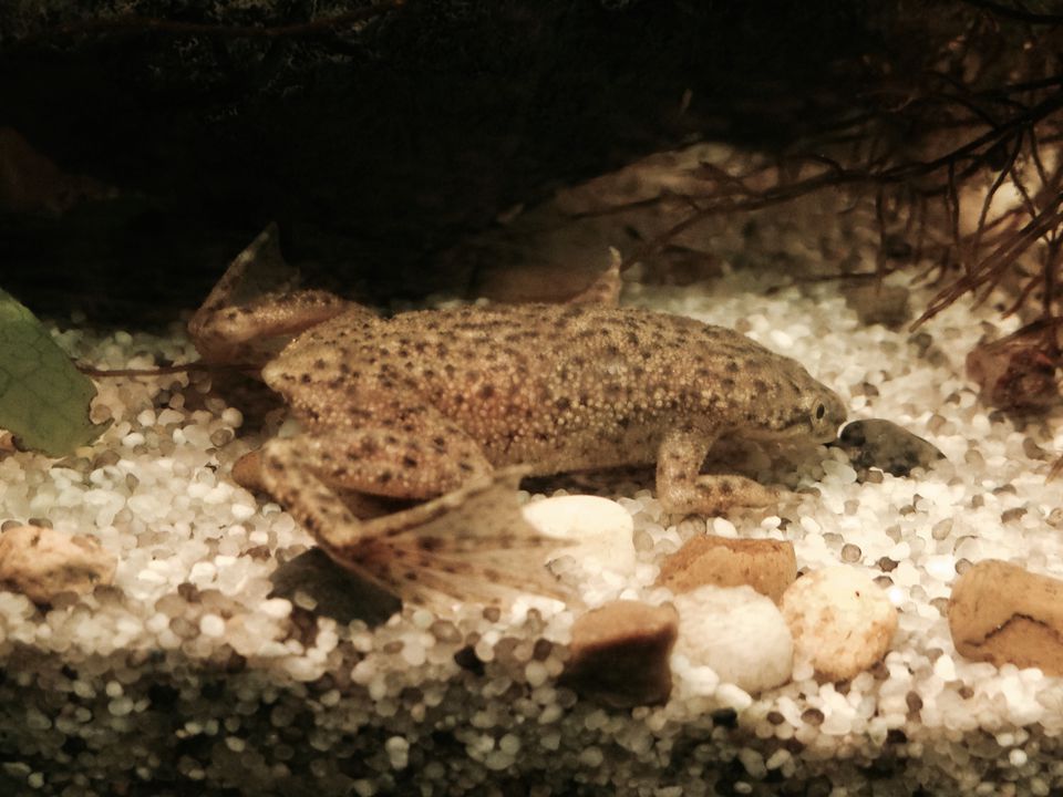 African dwarf frog resting on white gravel in an aquarium