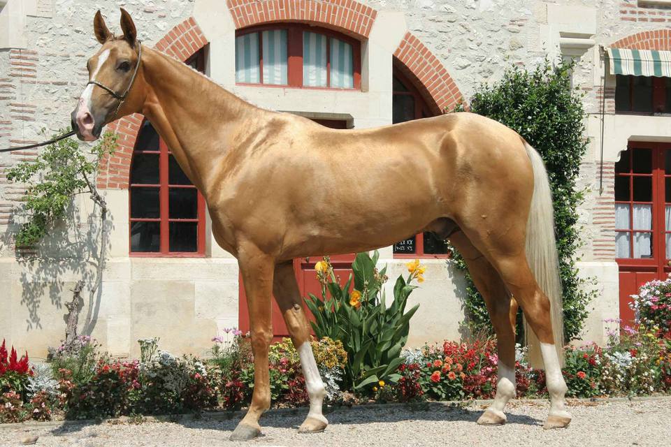 Akhal-Teke horse standing outside next to a stone and brick wall