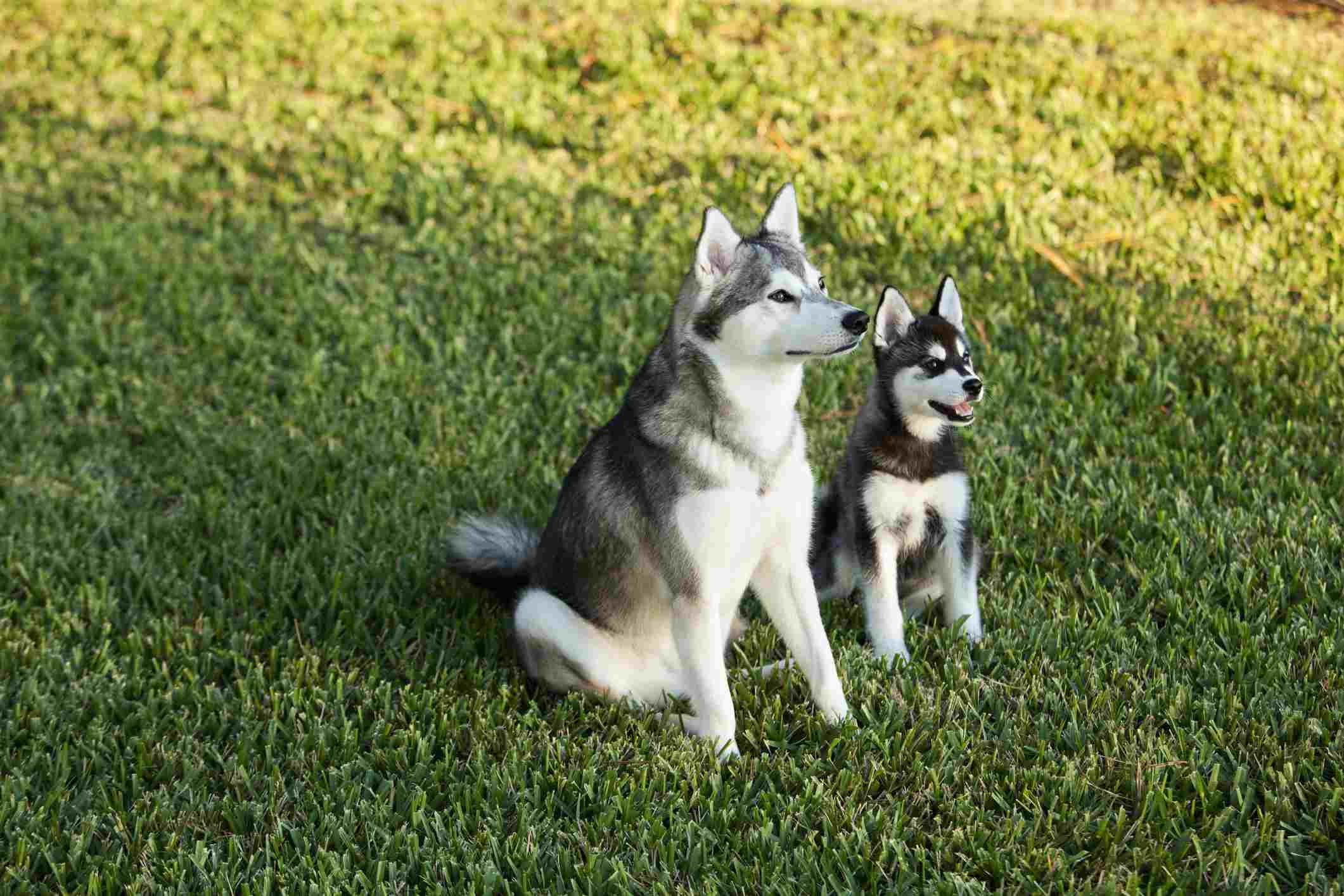 Alaskan Klee Kai dog and puppy