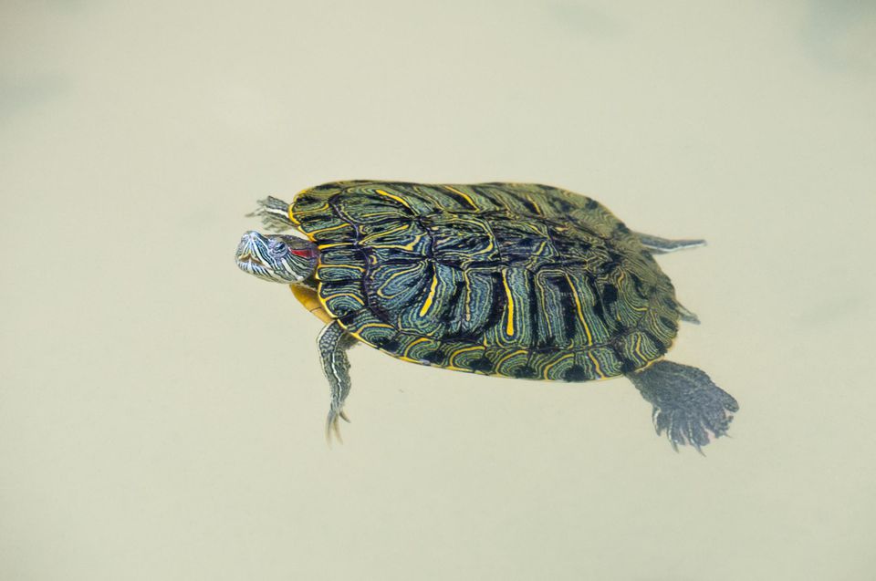 A red-eared slider turtle swimming in its tank