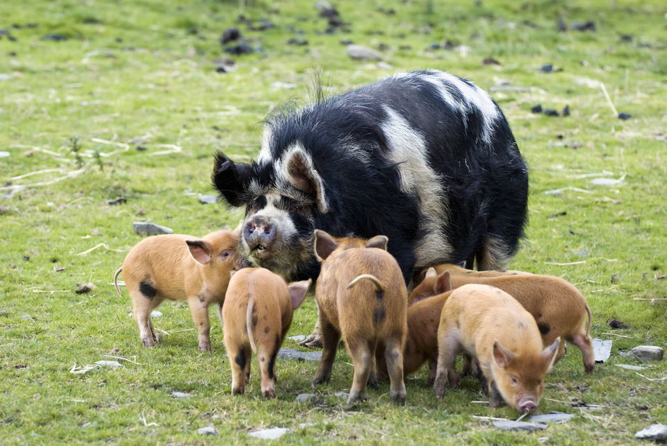 Kunekune pig with piglets
