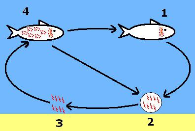 Diagram of the 4-stage life cycle of Cryptocaryon irritans, commonly known as Saltwater Ich or White Spot Disease.