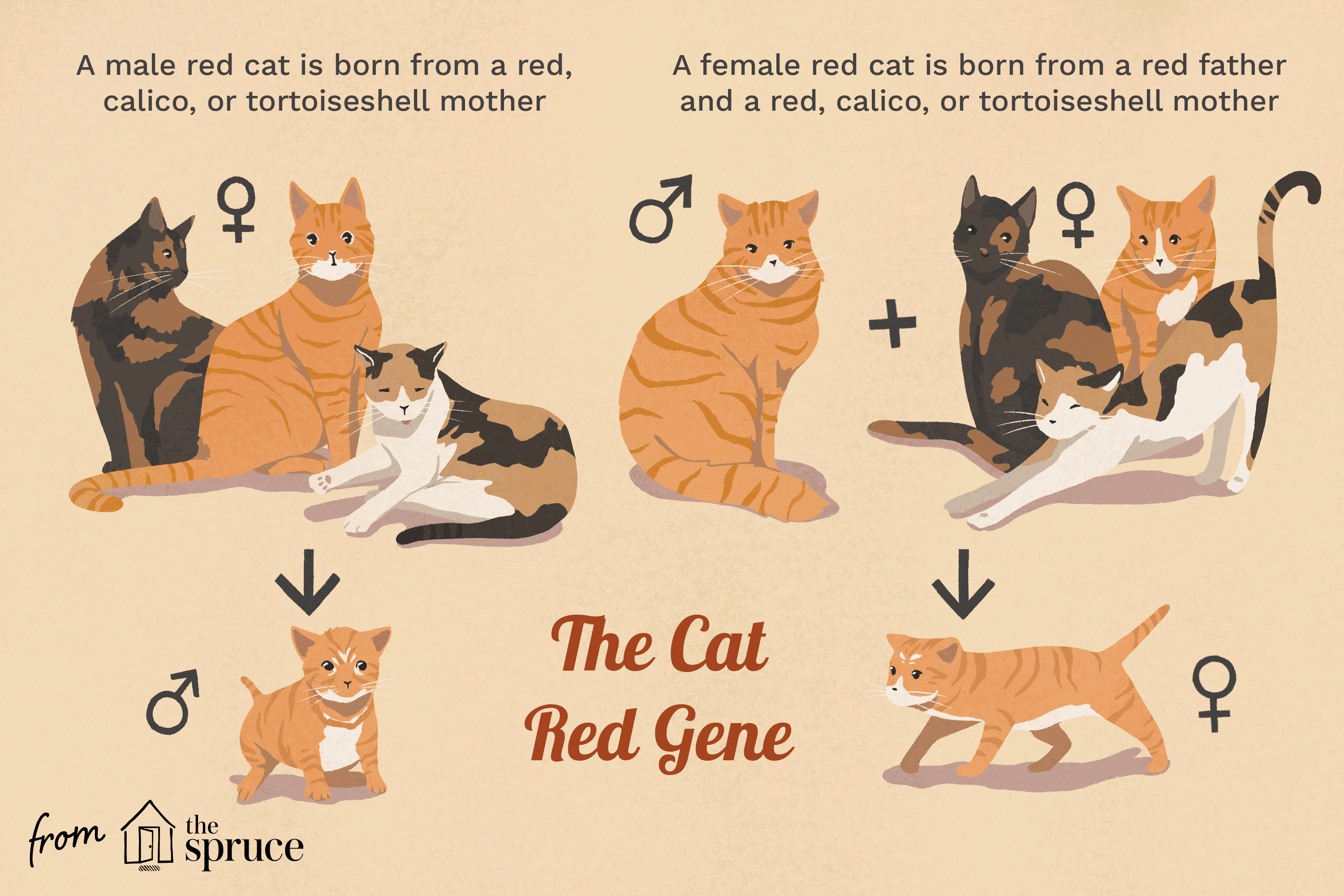 red cat gene illustration
