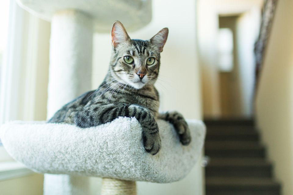 Tabby cat on a cat tree indoors near the stairs.