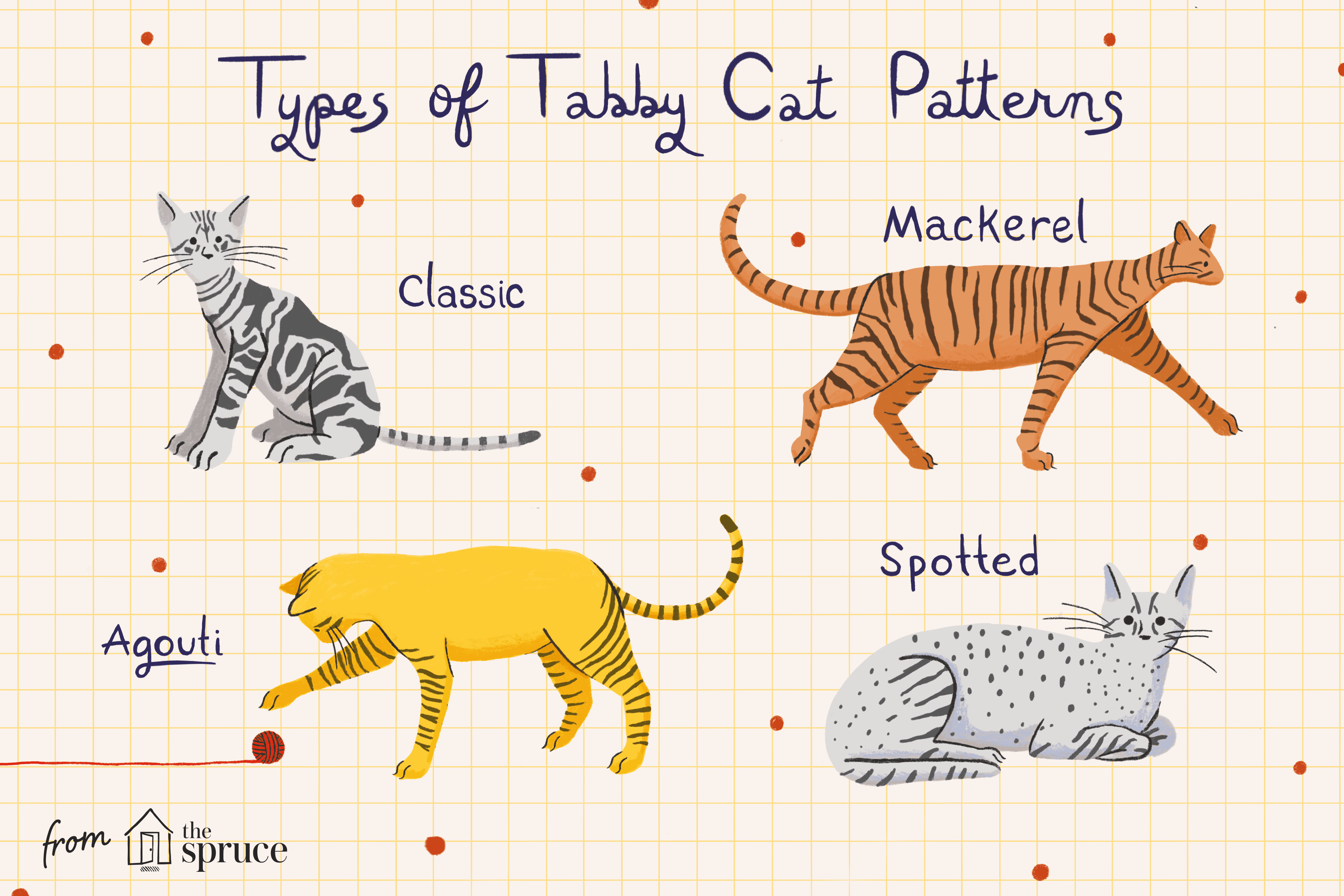 types of tabby cat patterns illustration