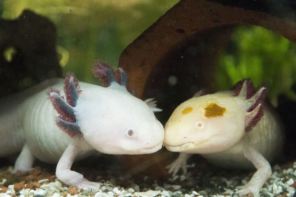 Axolotls in a tank