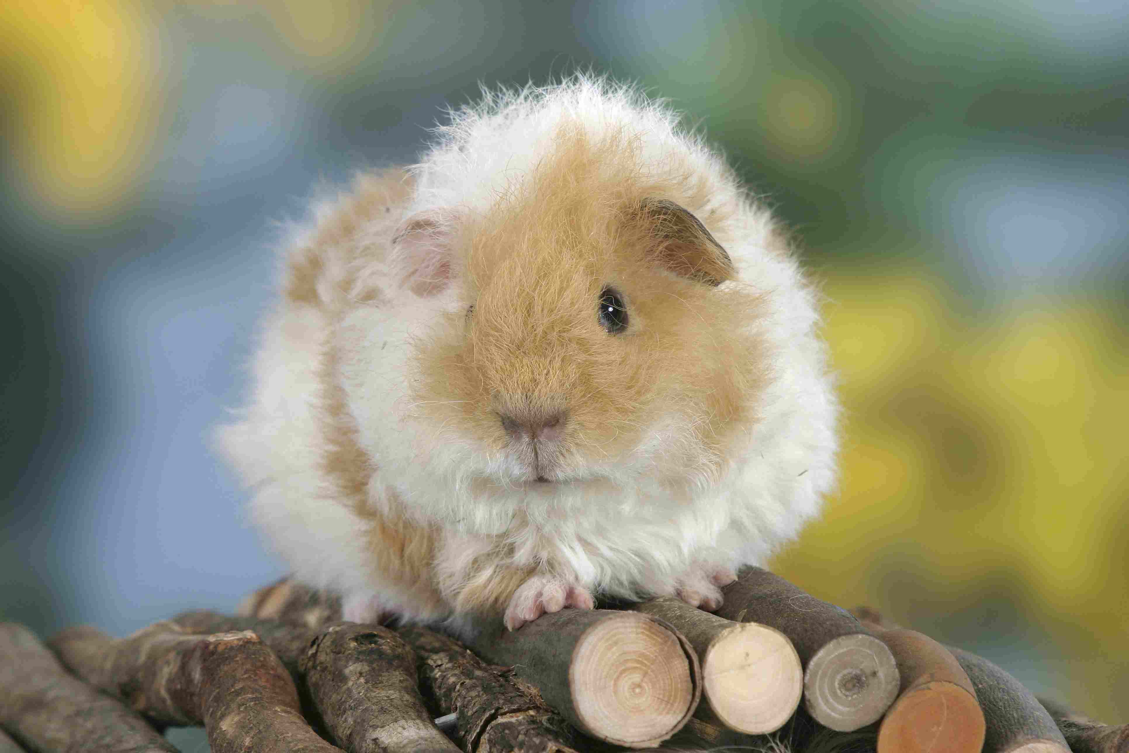 A buff and white texel guinea pig