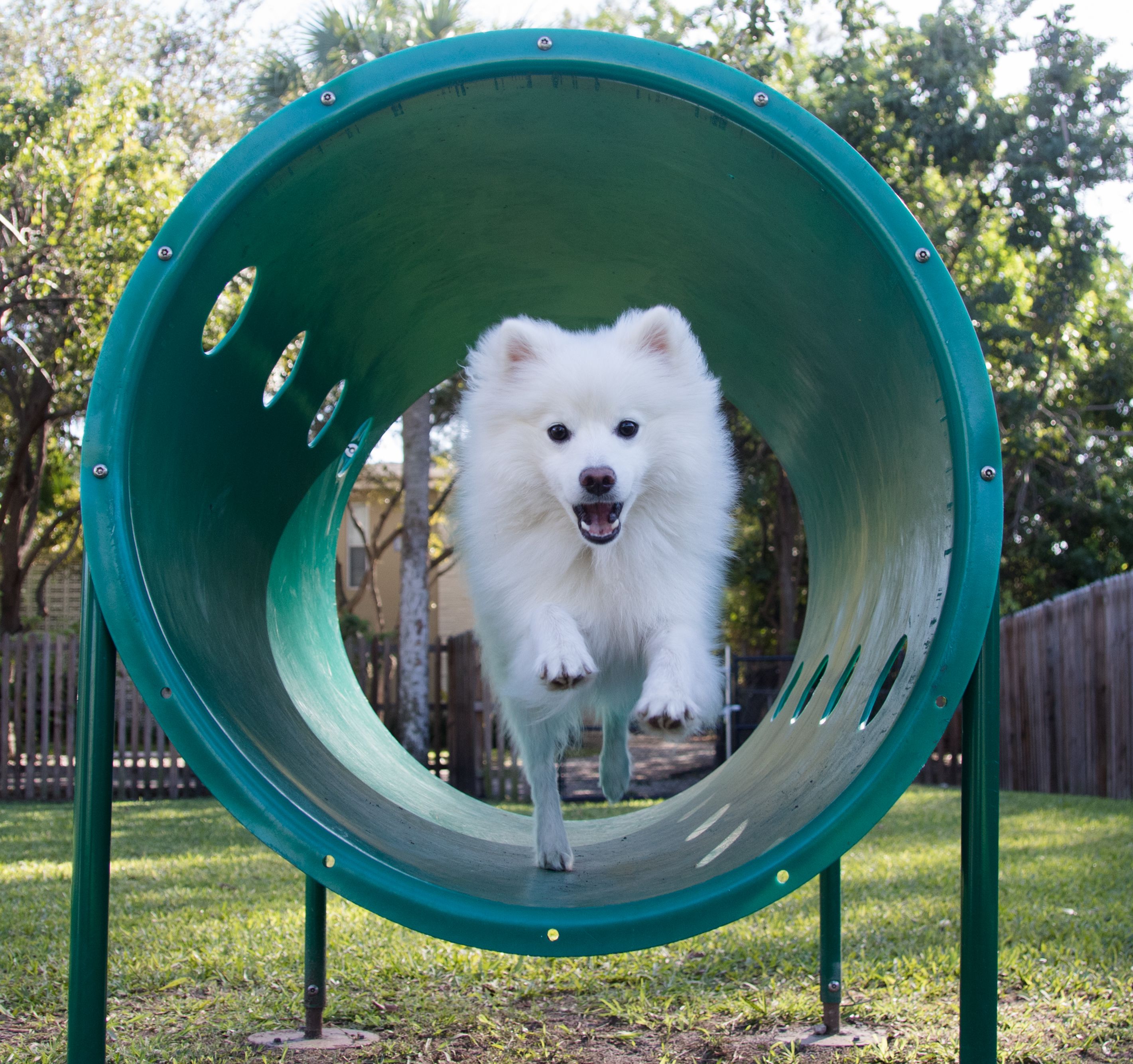 American eskimo dog on agility equipment at park
