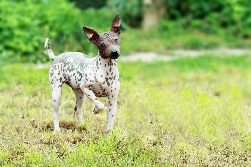 Young American Hairless Terrier standing in the grass