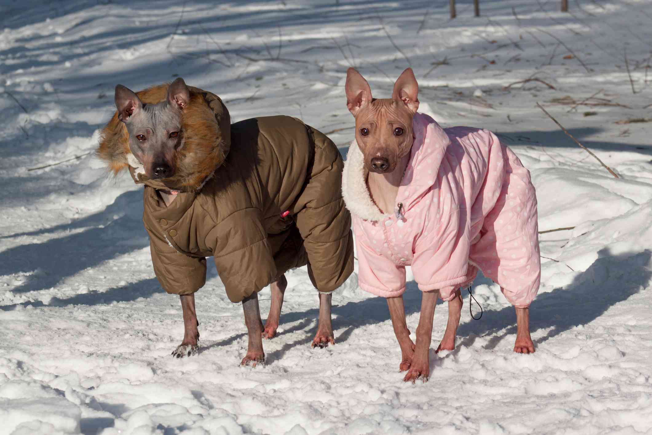 Two American Hairless Terriers in coats in the snow