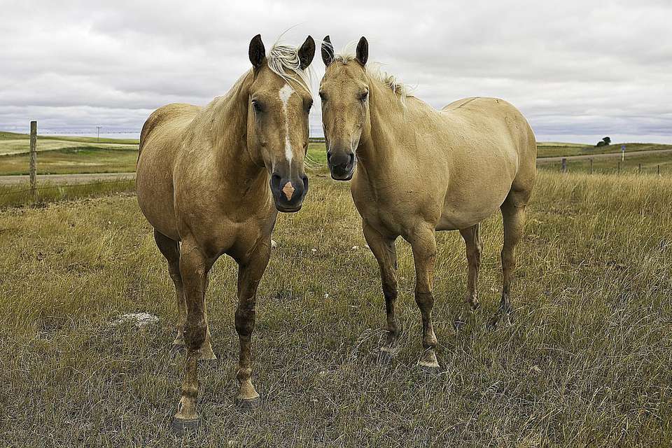 Two American quarter horses standing in a pasture