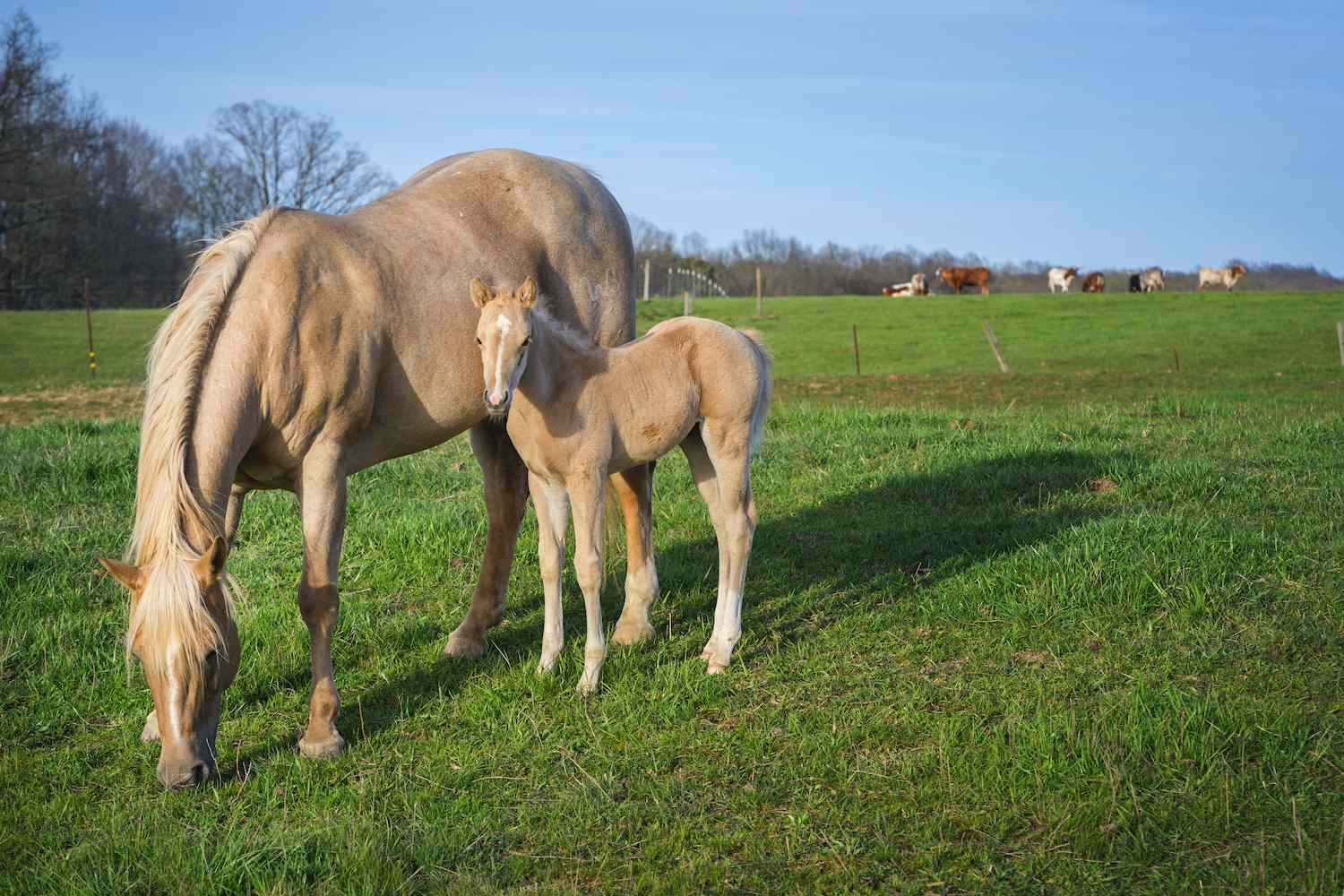 an american quarter horse with foal