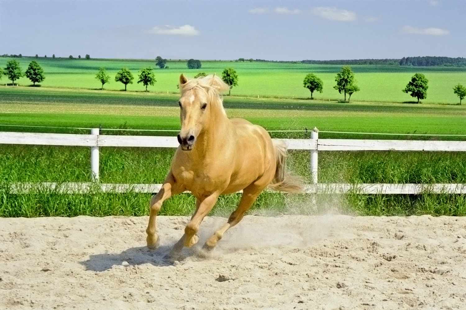 american quarter horse galloping