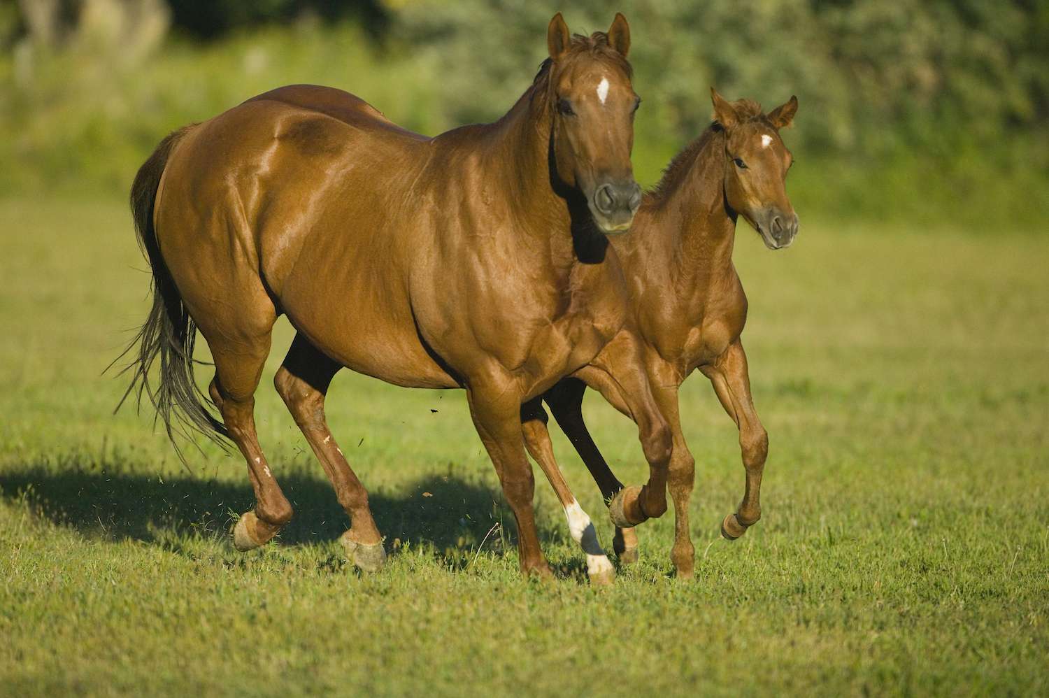 colt and mare quarter horses running