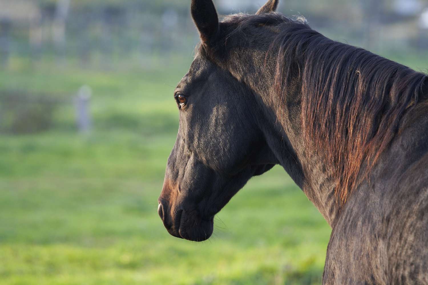 dark brown american quarter horse