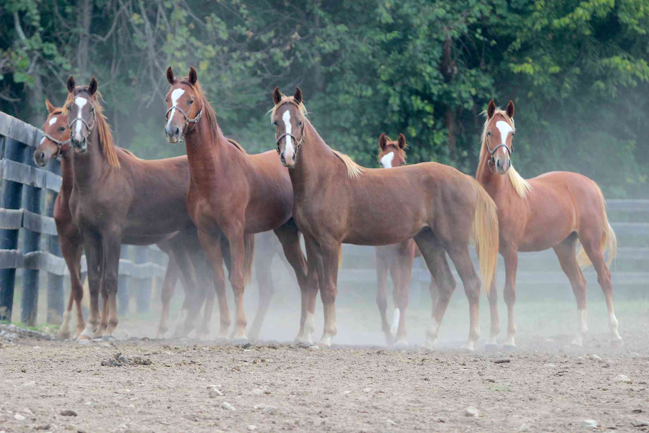 Herd of young chestnut Saddlebreds in a paddock.