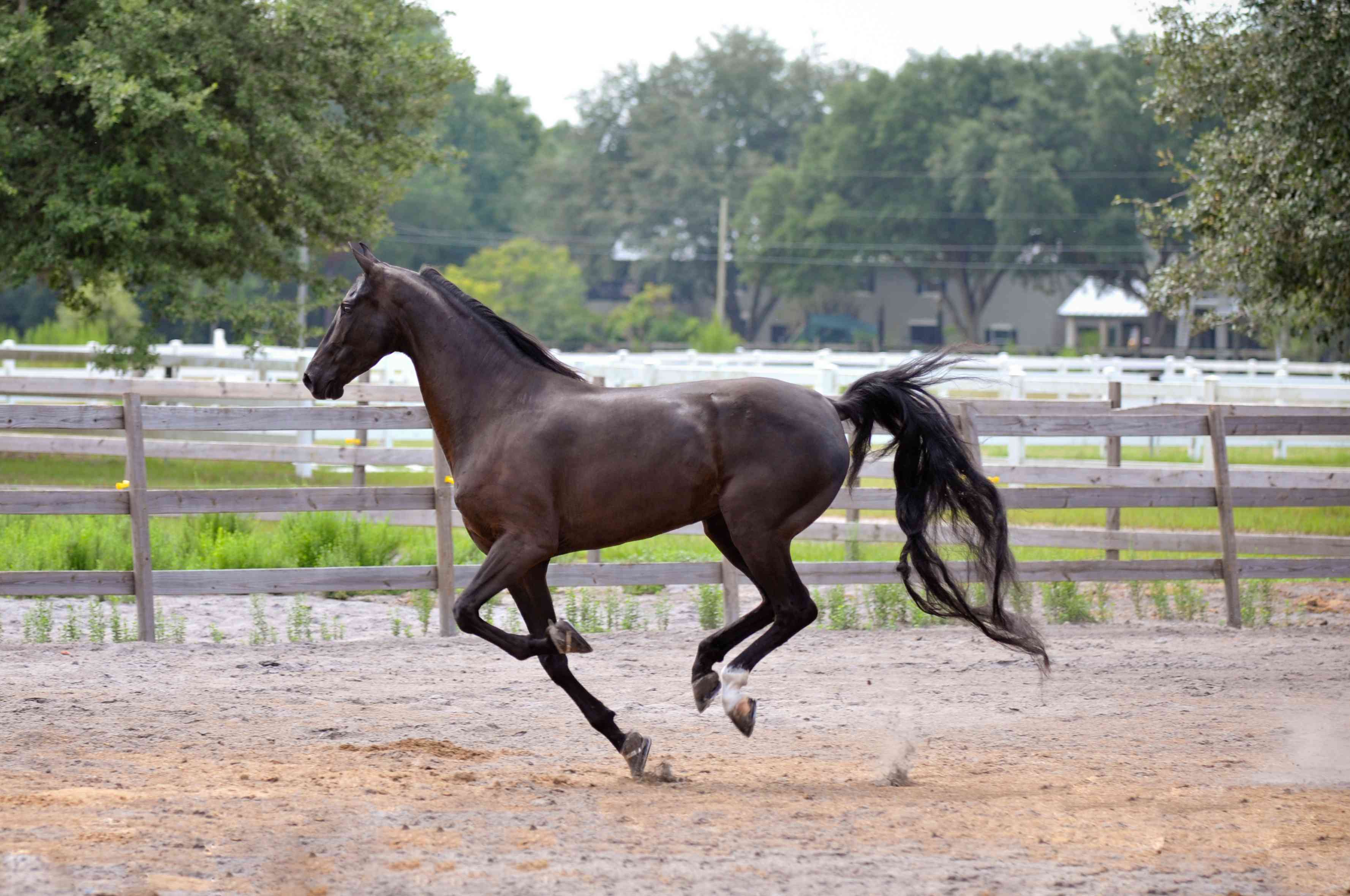 Saddlebred cantering in a paddock.