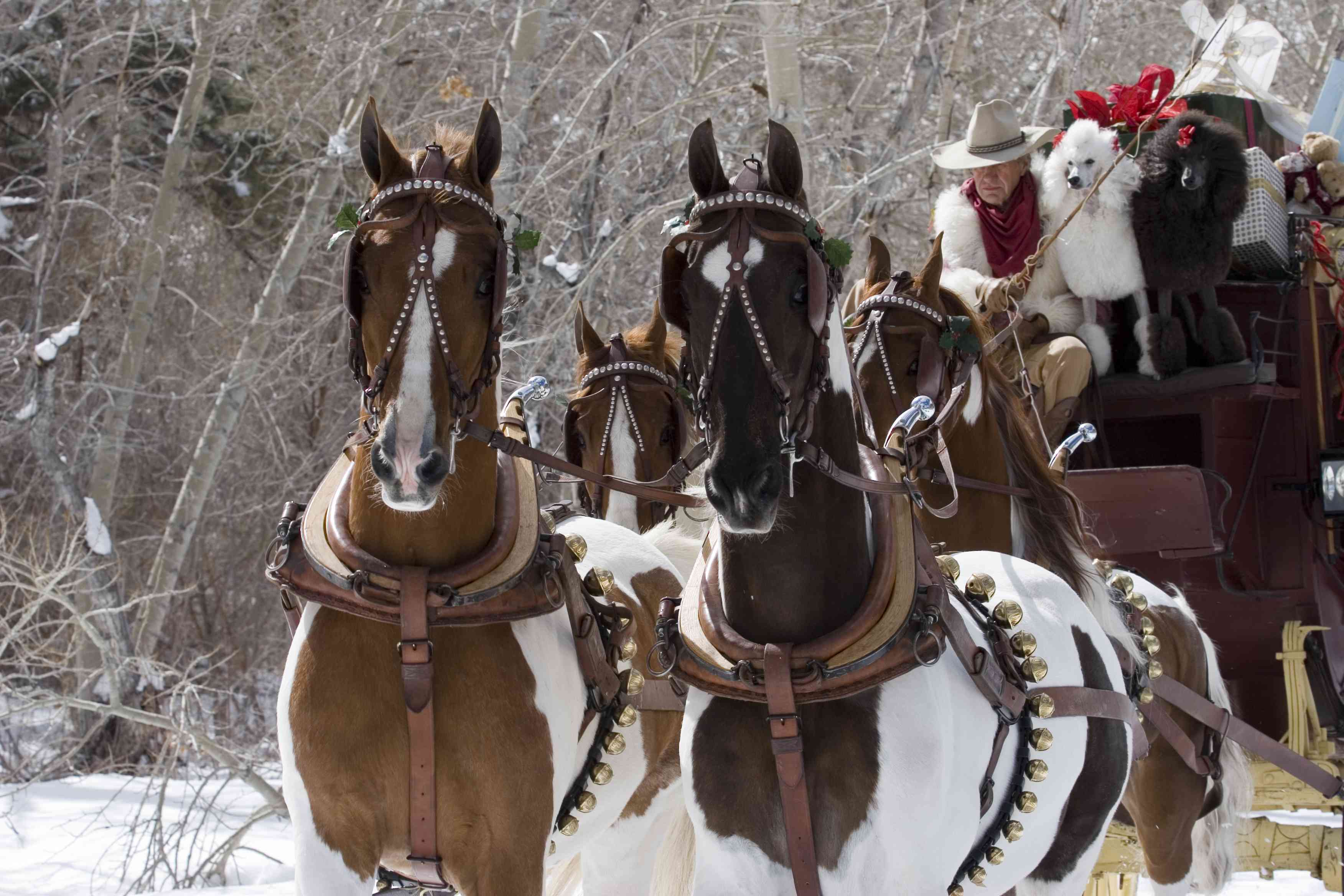 Four pinto Saddlebred pulling a sleigh in the snow.