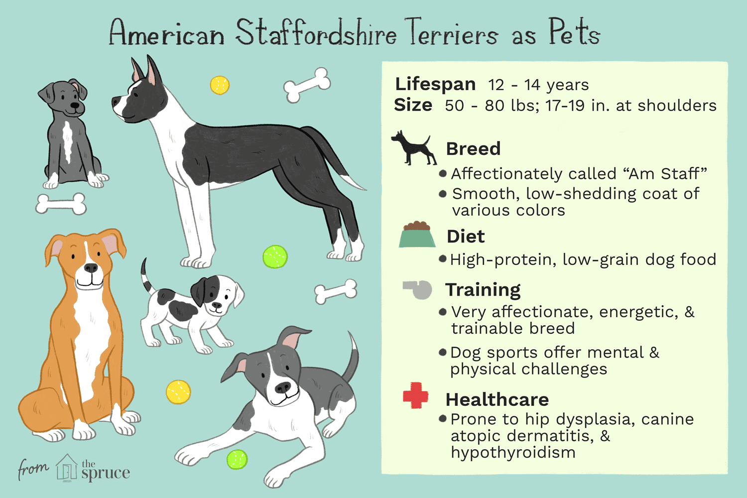 american staffordshire terriers as pets: care sheet