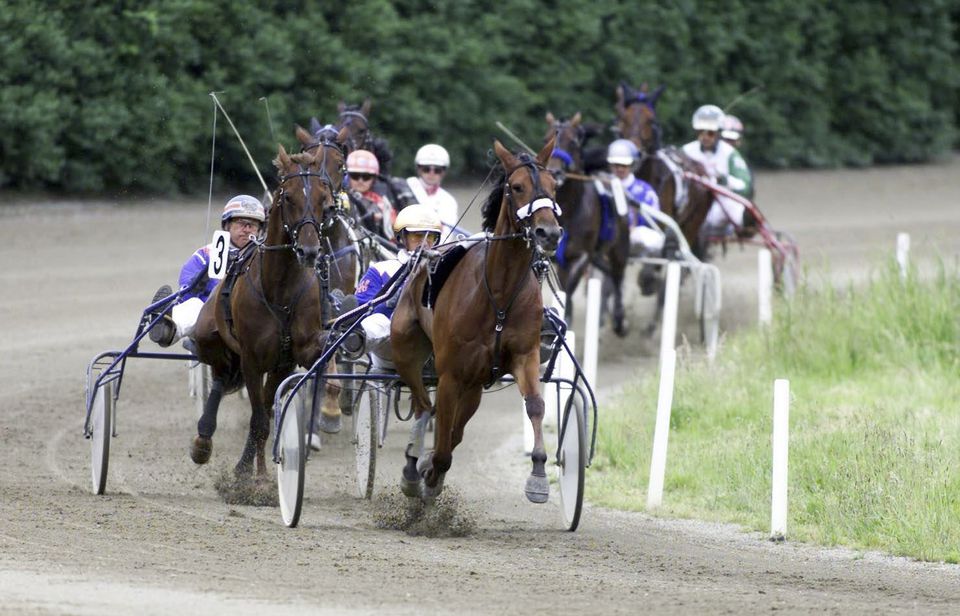 horses in a cart race