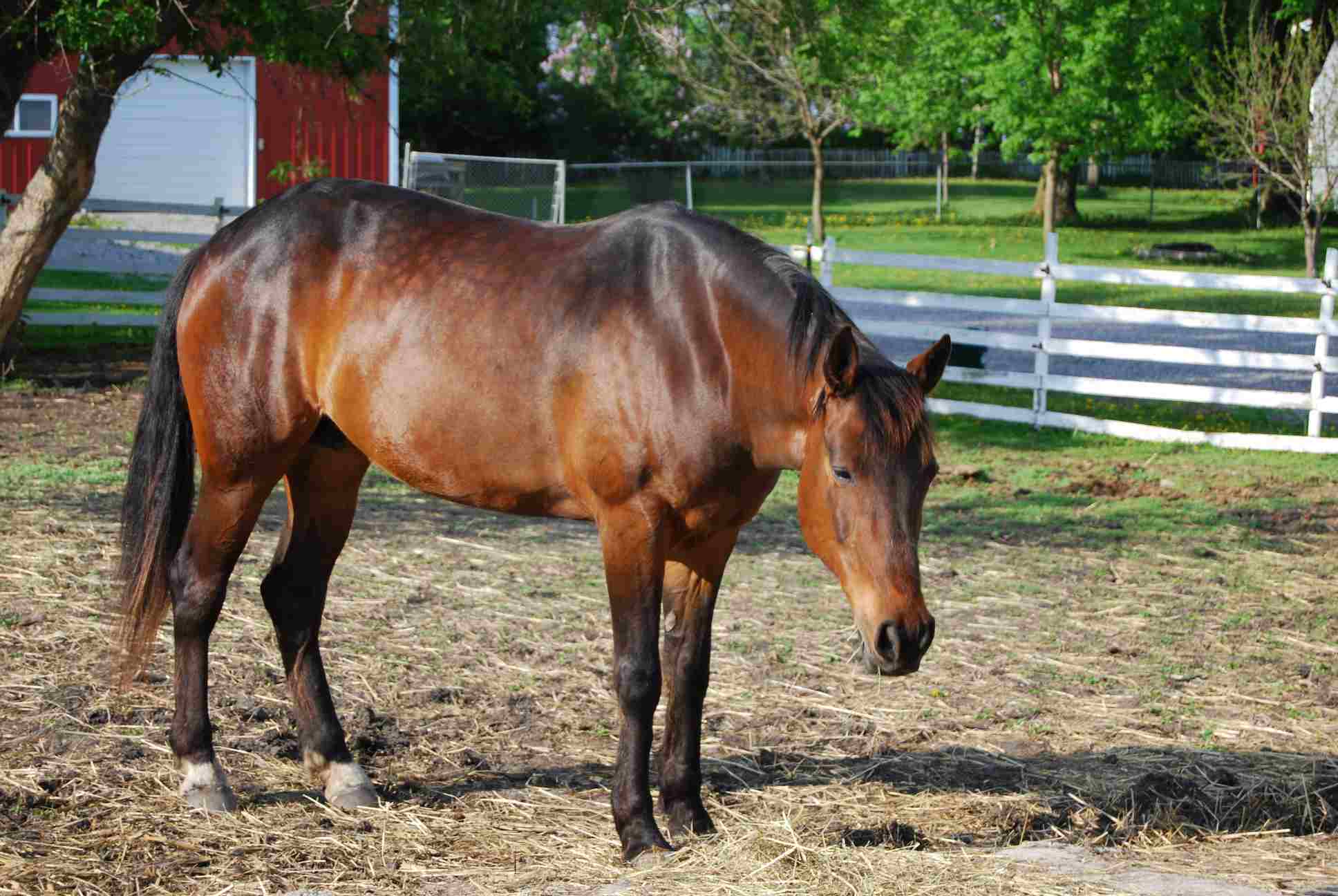 American standardbred horse