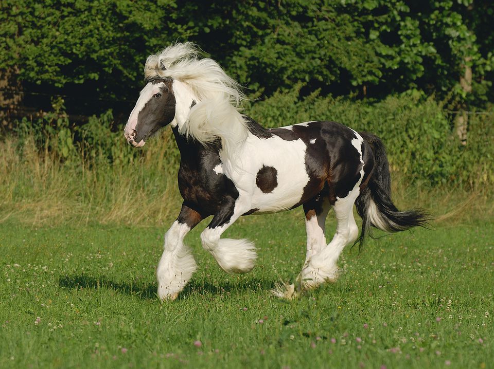 Gypsy Vanner cob horse