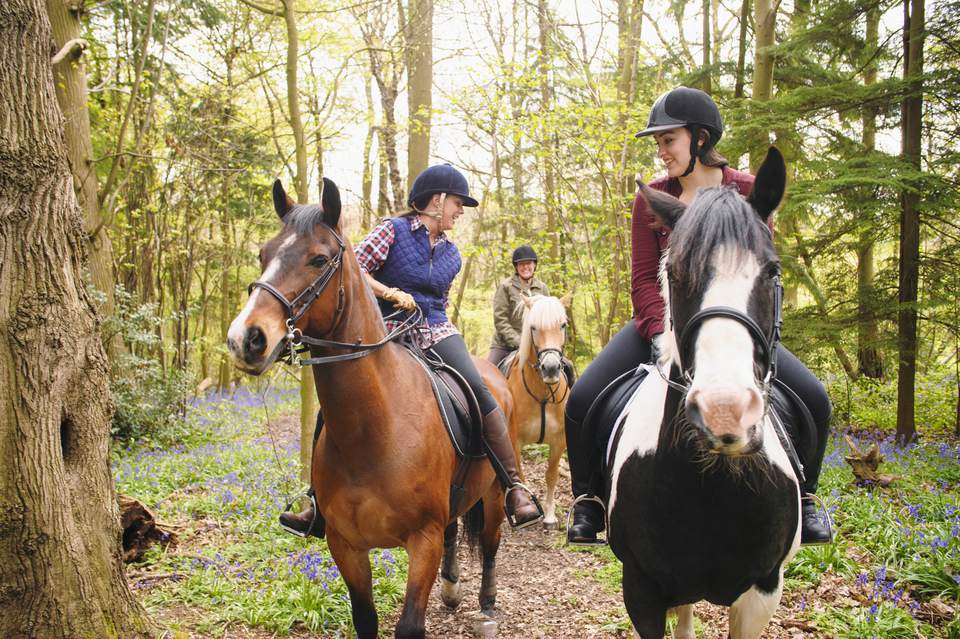 Horseback riders talking in a forest