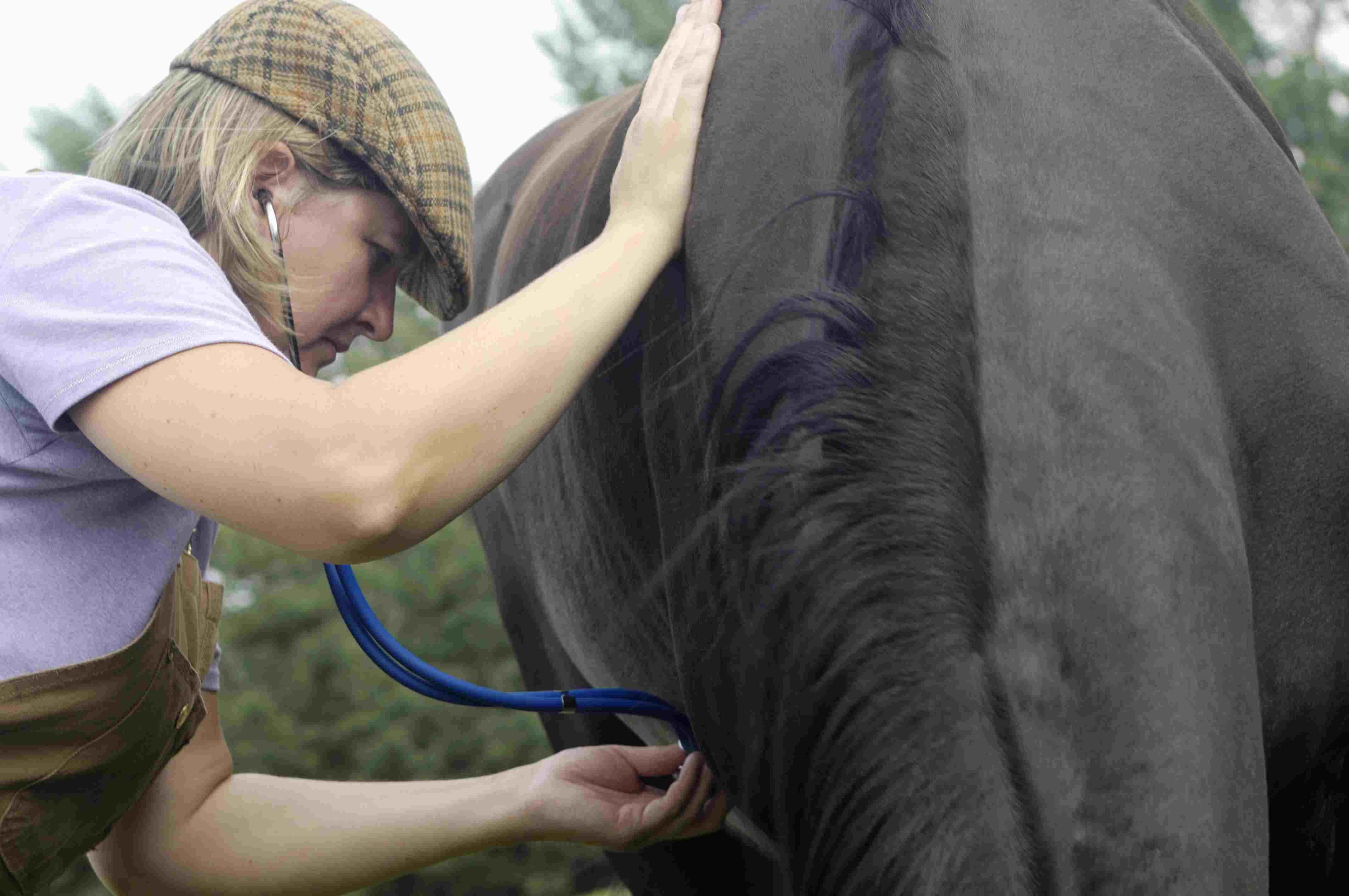 Female vet examining a horse