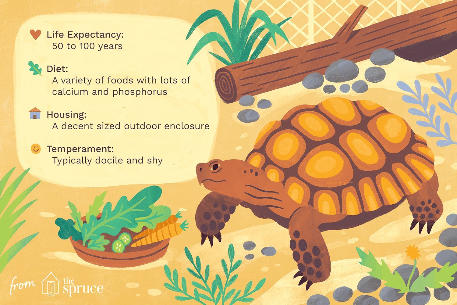 tortoises as pets illustration