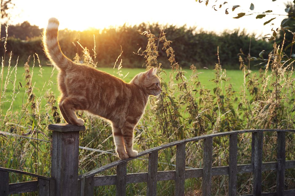 Cat walking on fence outside, marking territory with its tail in the air