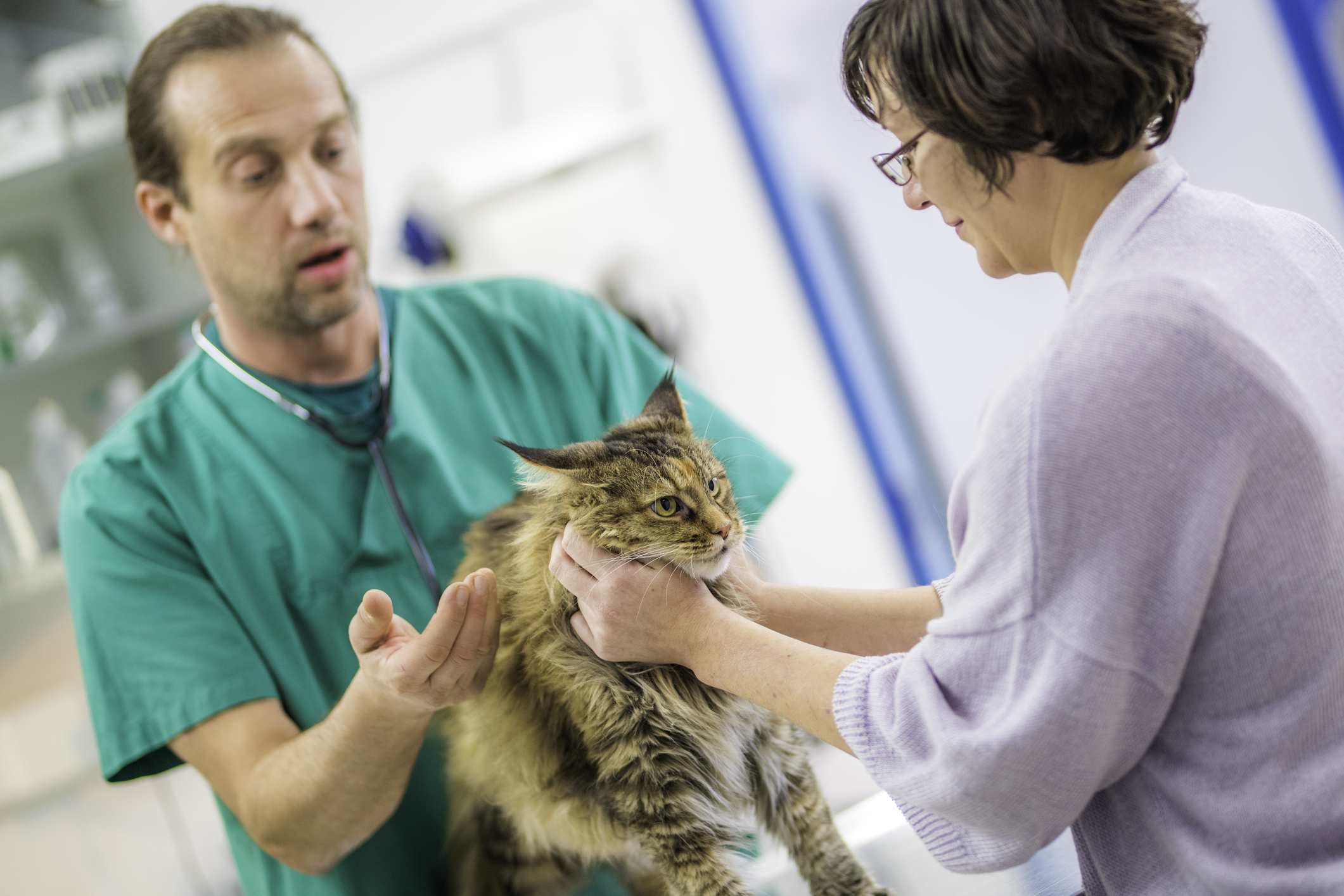 Veterinarian giving advice to cat owner