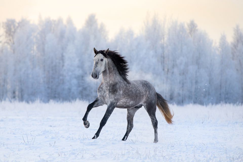 Grey Andalusian cantering in a snowy paddock
