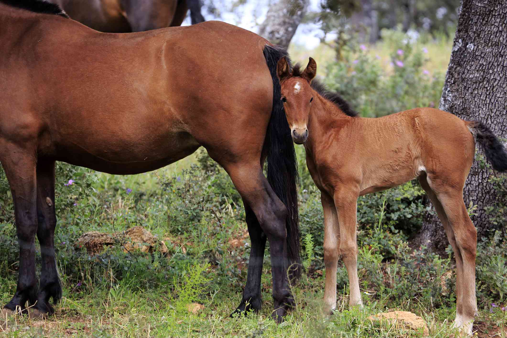 Bay Andalusian mare and foal in a paddock