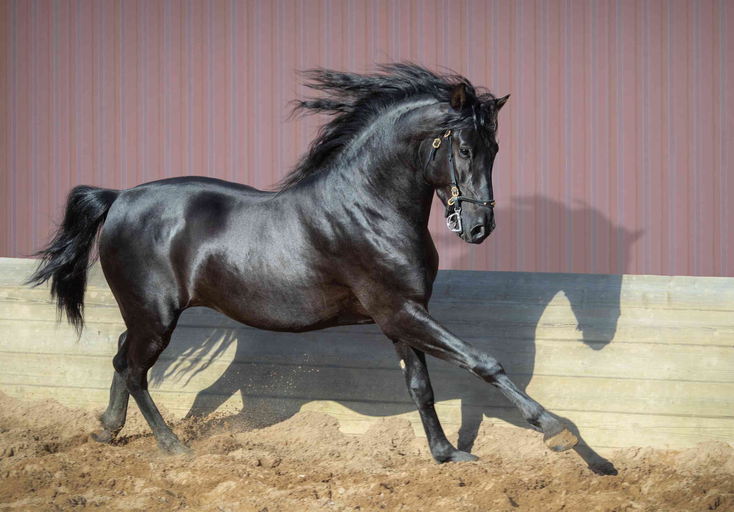 Black Andalusian cantering in a paddock