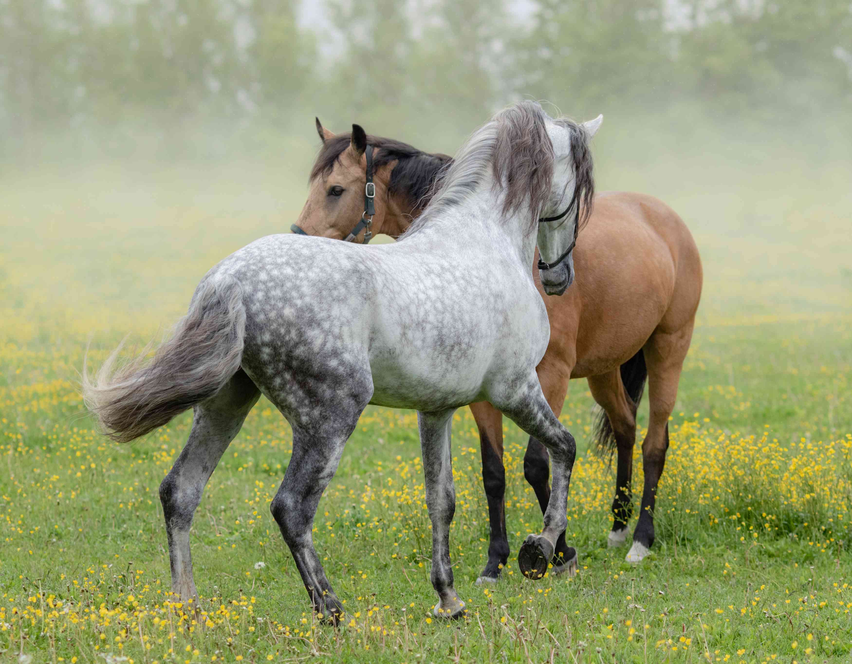 Grey and bay Andalusians in a field of flowers