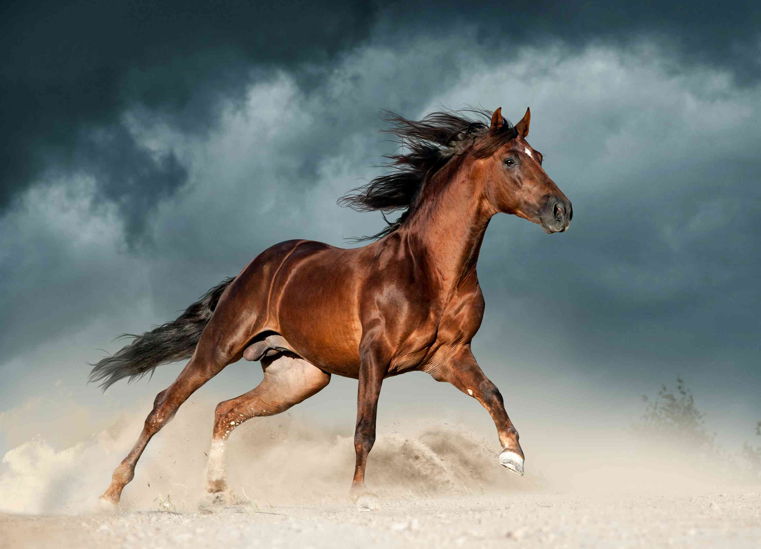 Chestnut Andalusian cantering in a desert setting
