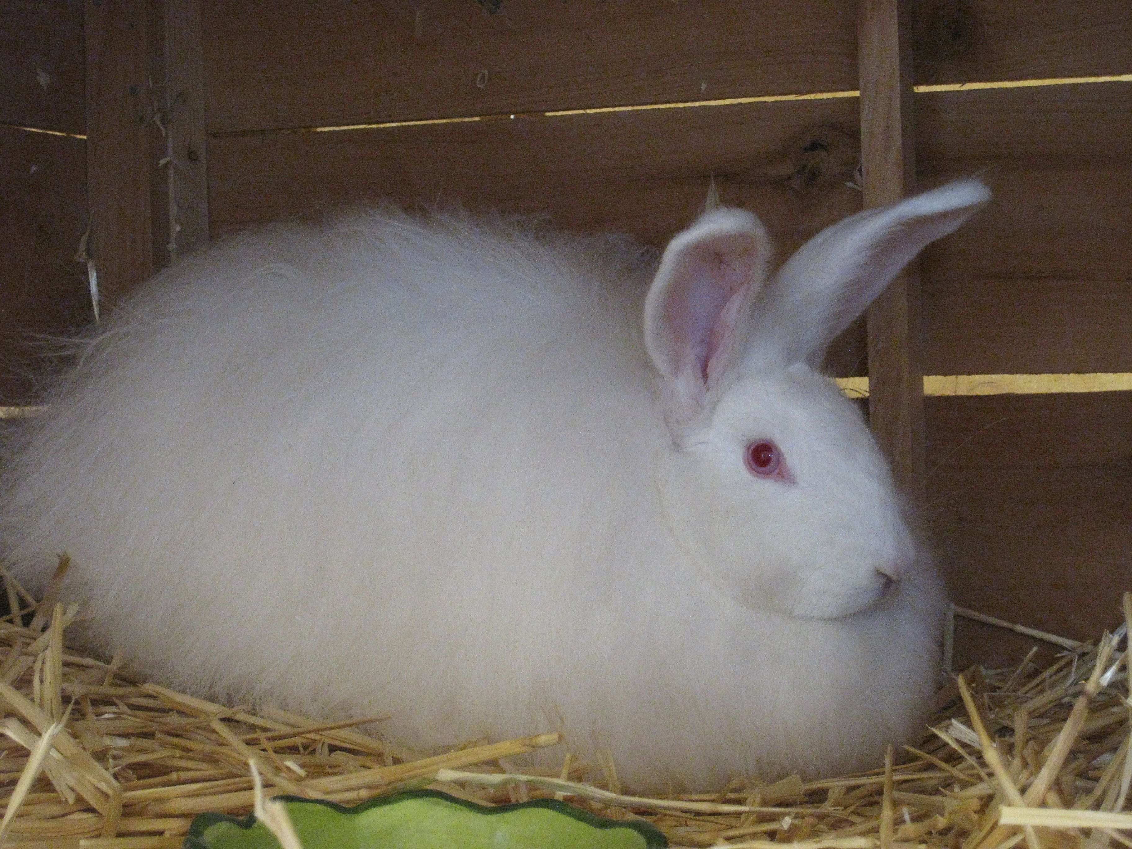 French angora rabbit sitting in a bed of straw.