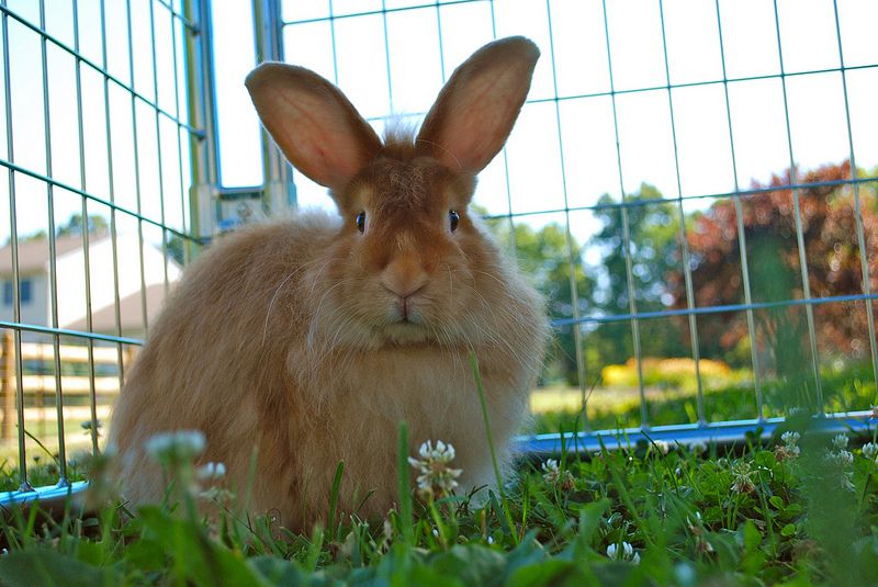 Brown satin angora rabbit sitting in grass inside a cage.