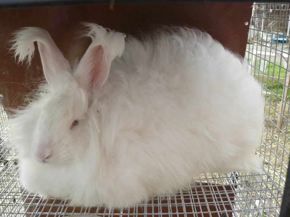 White German angora rabbit sitting in a cage.