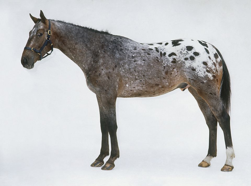 A spotted Appaloosa horse