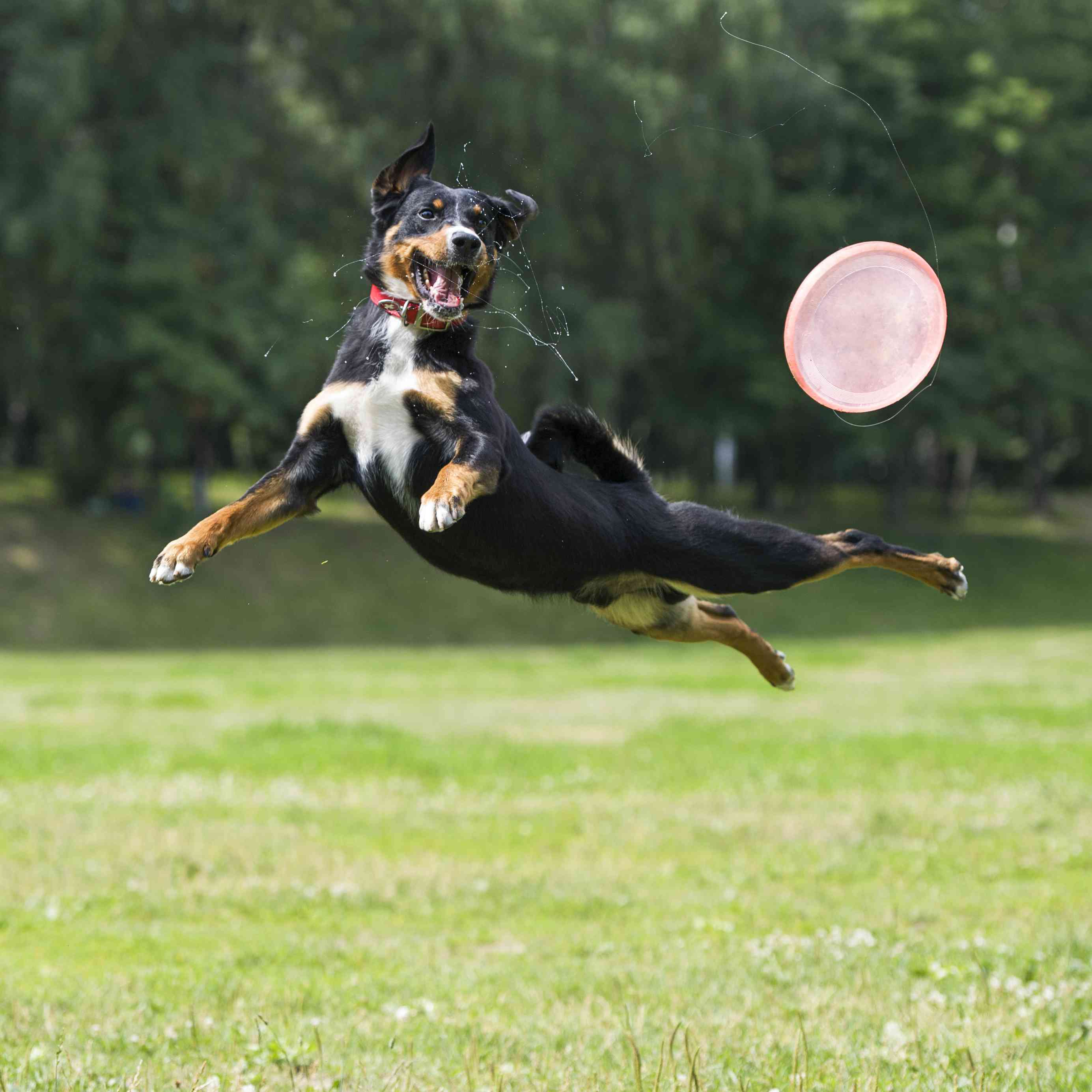 Appenzeller Sennenhund playing frisbee