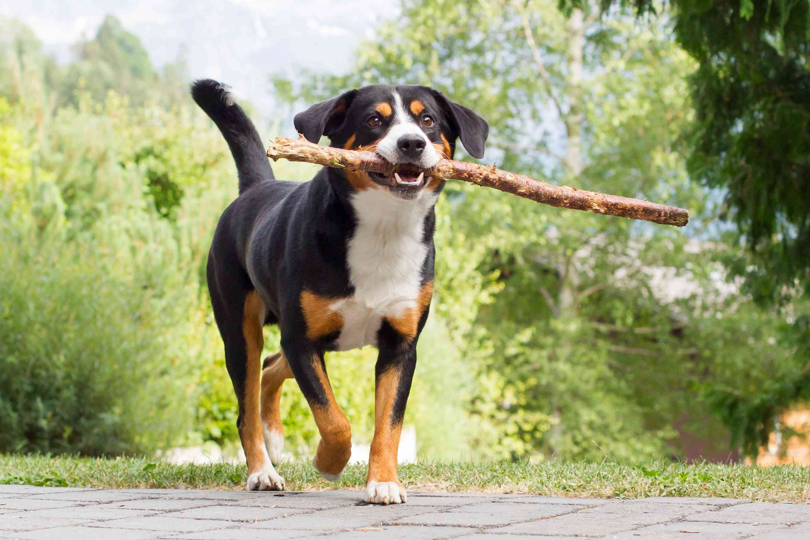 Appenzeller Sennenhund carrying stick