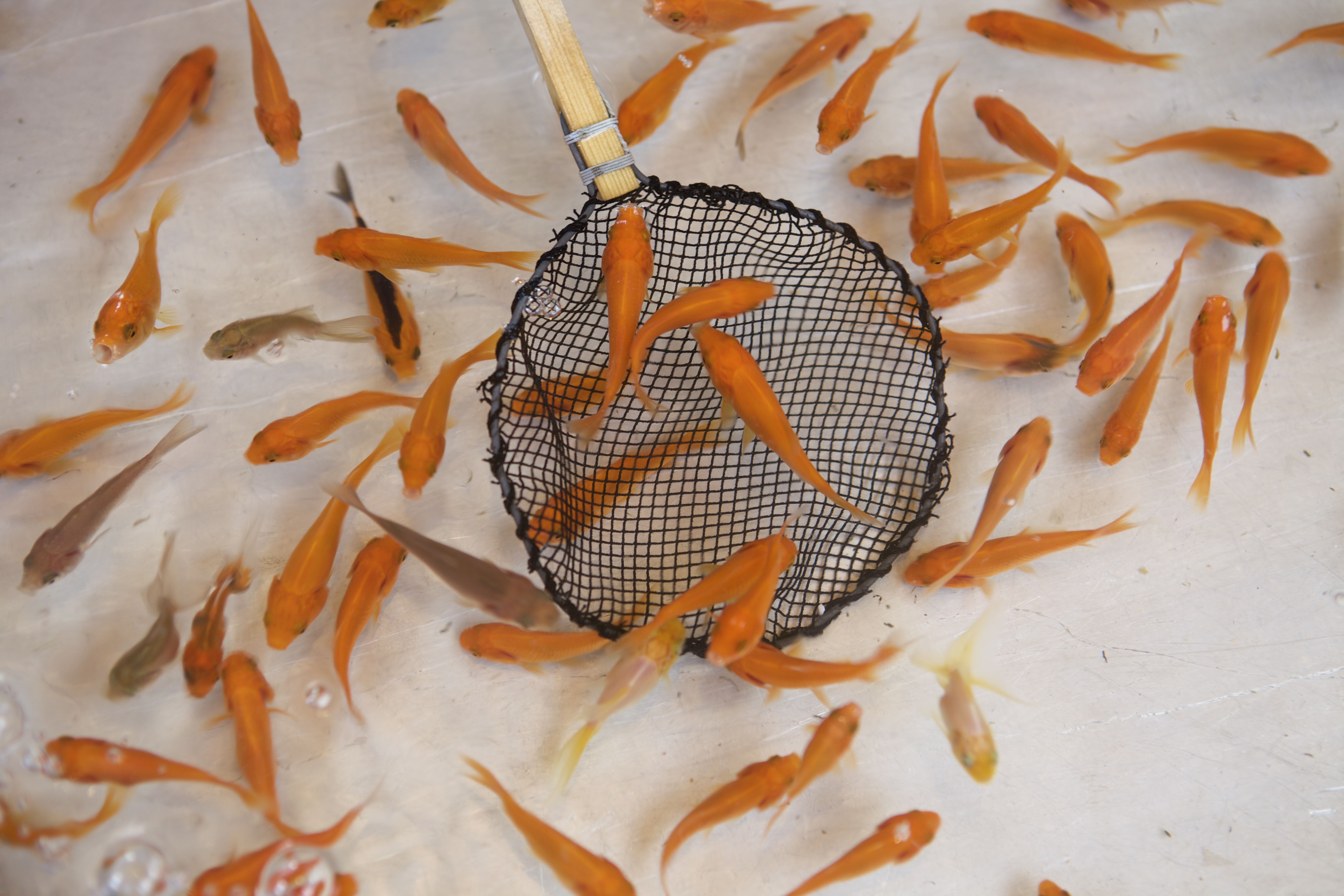 Goldfish being scooped from tank with a net