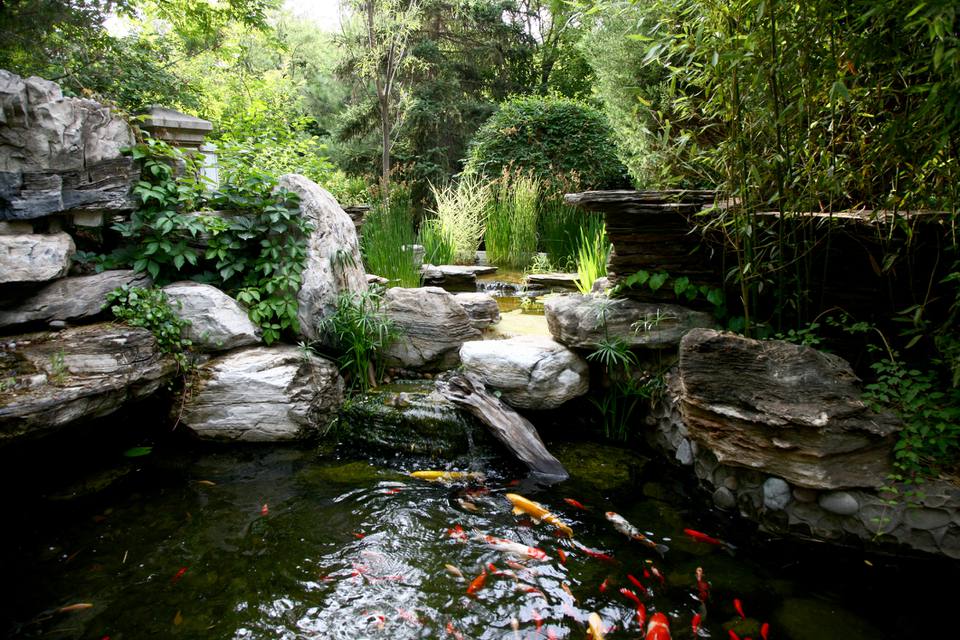 Garden pond with koi fish