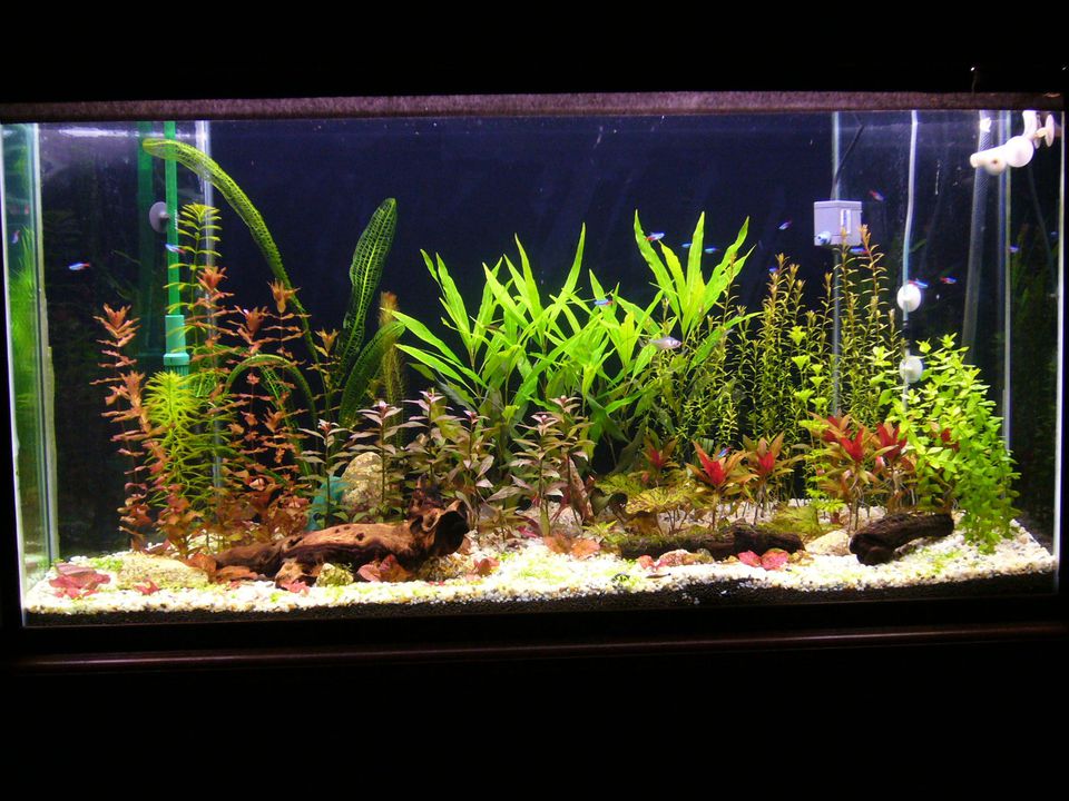 Live Planted Aquarium